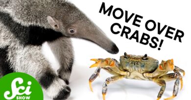 Why Do Things Keep Evolving Into Anteaters?