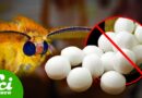 Why Don’t We Use Mothballs Anymore?
