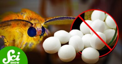 Why Don’t We Use Mothballs Anymore?