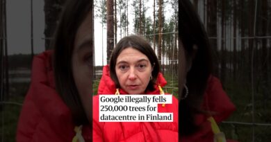 Google illegally fells 250,000 trees for datacentre in Finland