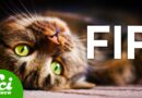 How the Black Market Saved Thousands of Cats