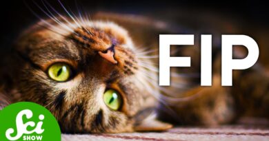 How the Black Market Saved Thousands of Cats