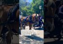 New York City Passes Horse Carriage Ban