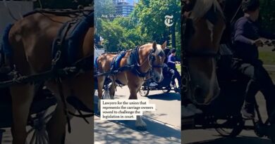 New York City Passes Horse Carriage Ban