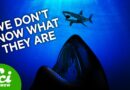 Two Different Things Are Killing Sharks