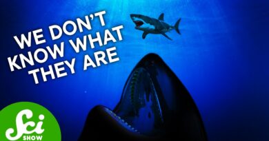Two Different Things Are Killing Sharks