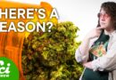Why Weed Doesn’t Work on Everyone